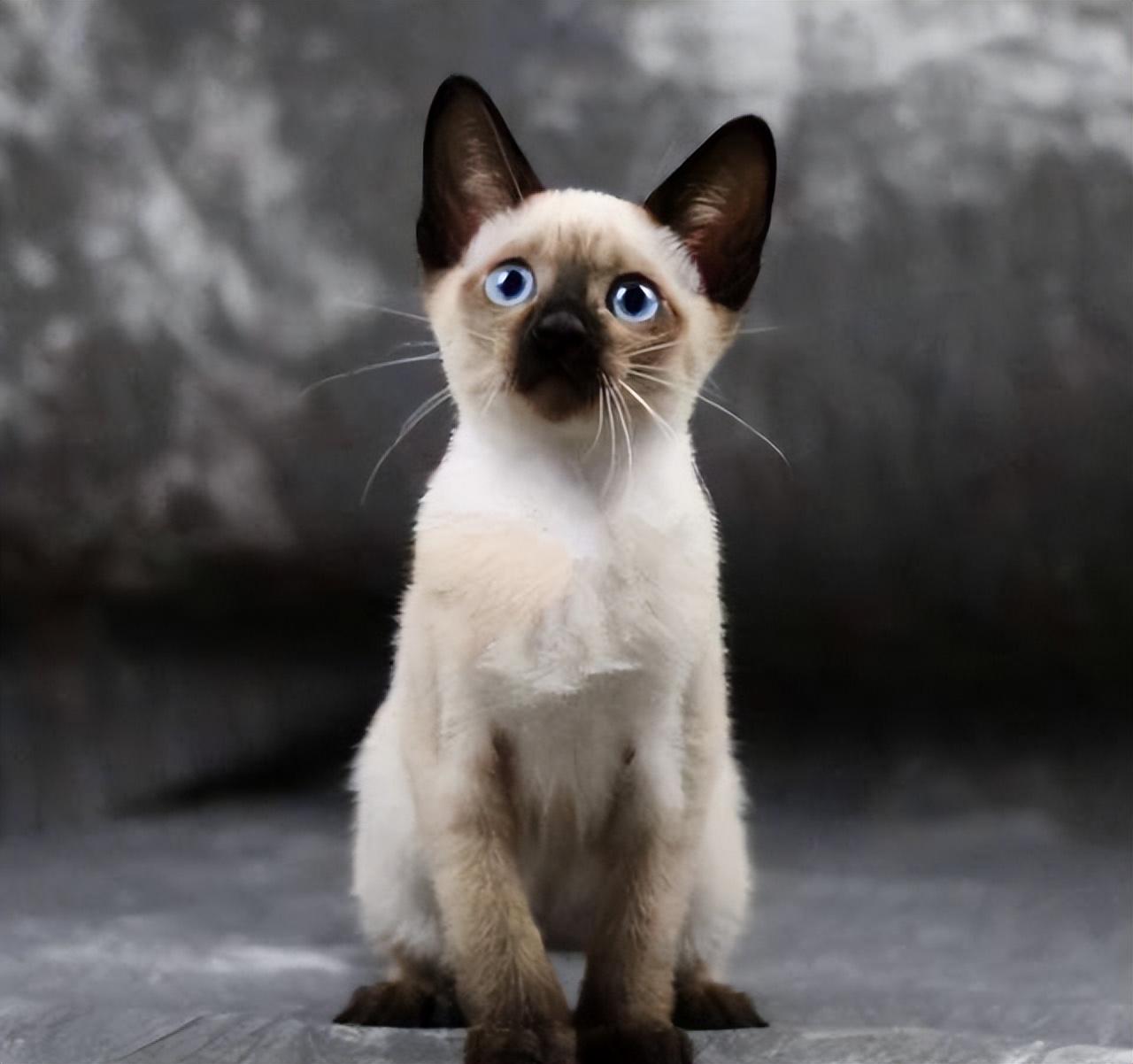 教你挑选纯种暹罗猫的方法（暹罗猫怎么看品相）