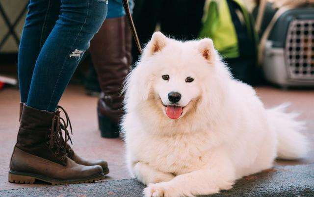 串串犬：黑色萨摩耶犬