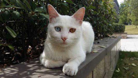 白色中华田园猫好养嘛