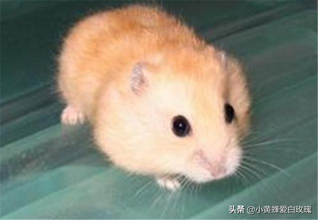 仓鼠是杂食动物还有啥东西不能吃(详解：仓鼠最怕的3种食物)