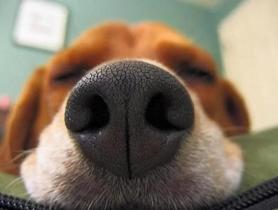 狗狗发烧的几大特征（狗狗发烧能自愈吗）