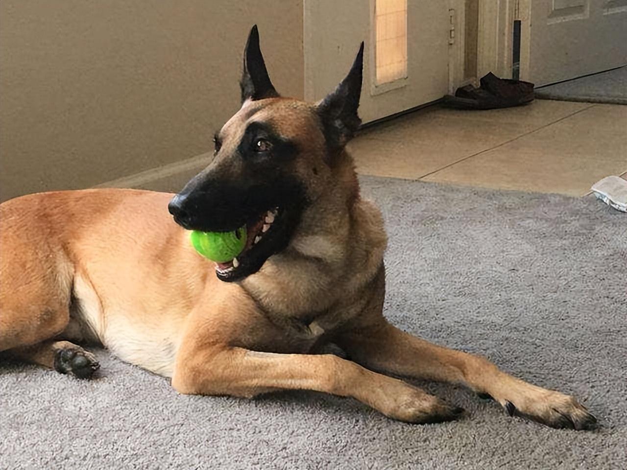 盘点六大适合新手养的狗狗(新手养什么狗最省心)