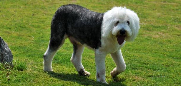 怎么判断古代英国牧羊犬得了什么病