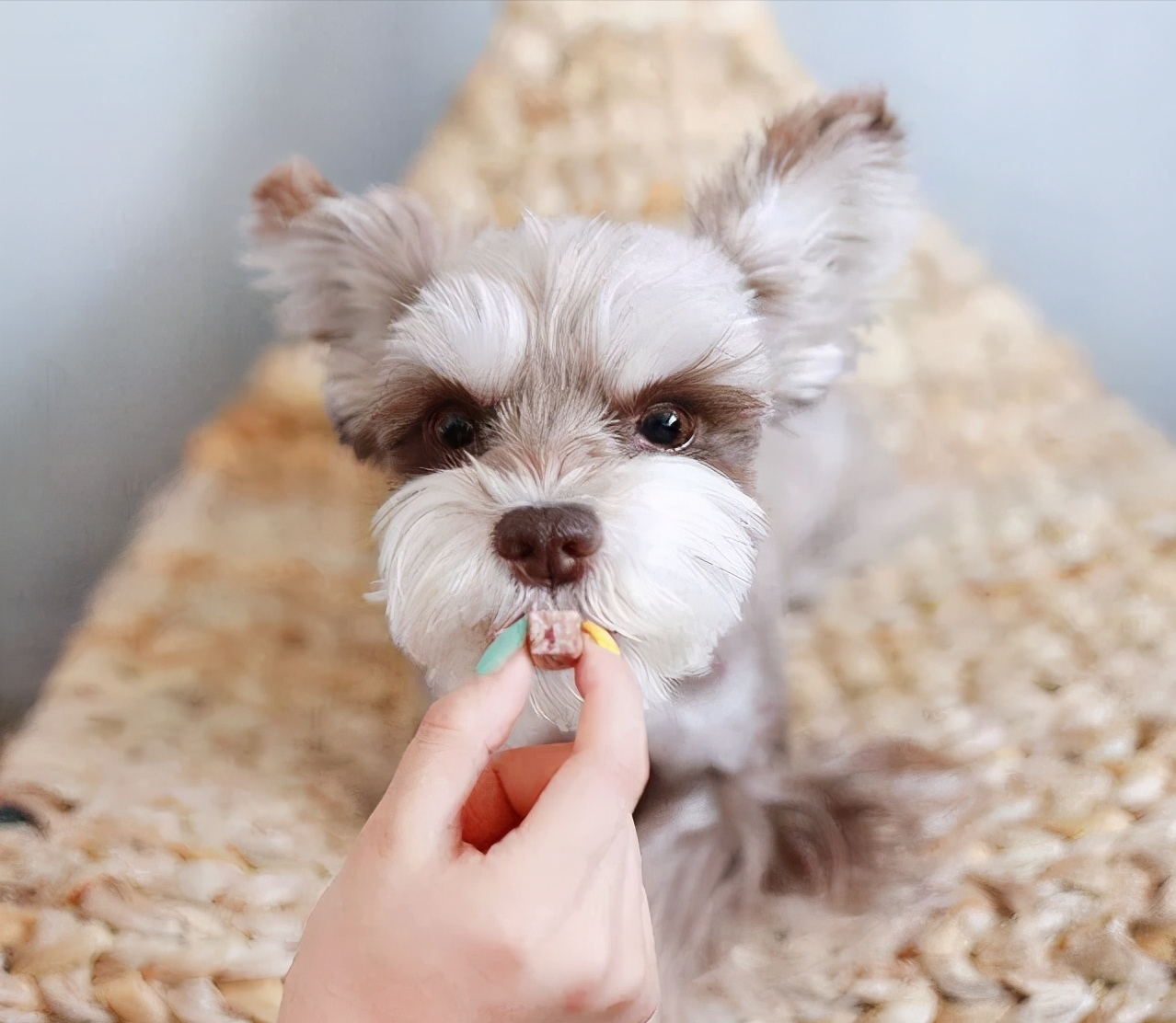 迷你贵宾犬好养吗（了解养贵宾犬的性格优点和缺点）