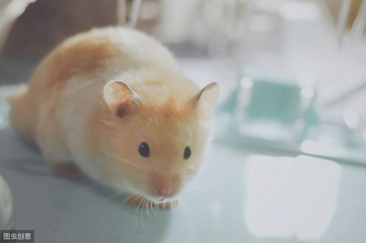 金丝熊怀孕快生前的表现（详解：金丝熊临产前一天的征兆）