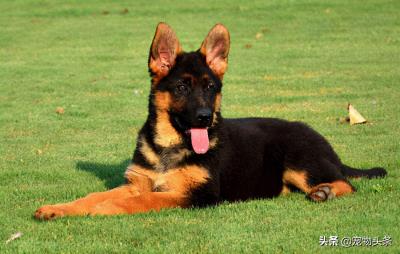 狗狗不停的流口水怎么回事(狗突然大量流粘稠口水)