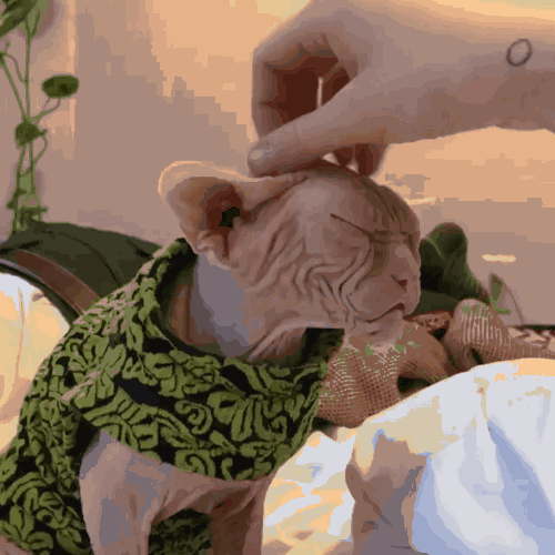 美短串狸花猫千万不能养（ 纯种灰色狸花猫美活泼程度）