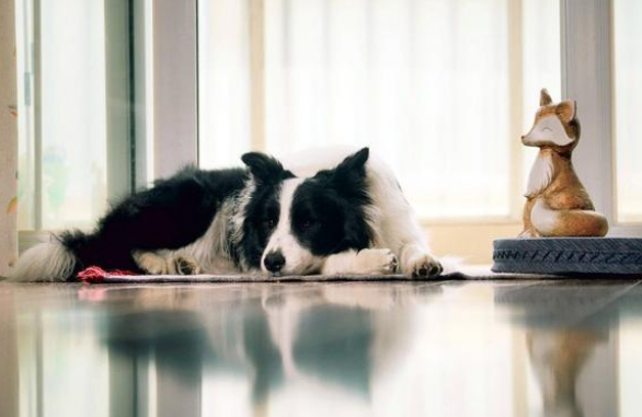 边境牧羊犬有多聪明？不只会放羊，还能救人命！