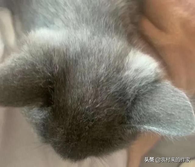 猫死后会给主人托梦吗(猫给人托梦意味着什么)