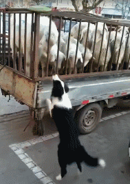 告诉你不养边牧的六个理由（为什么不喜欢养边牧）