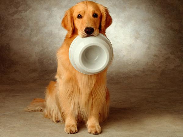 金毛难养吗（详解：金毛最受欢迎的5个理由）