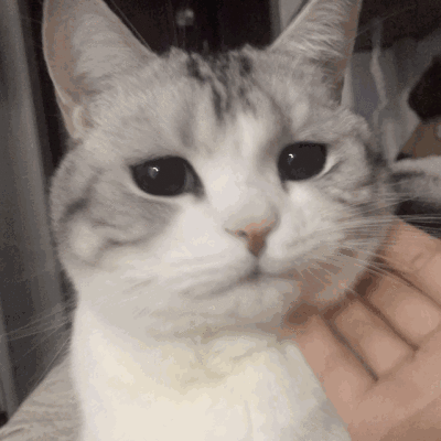 美国短毛猫怎么养(详解:美国短毛猫的优缺点)