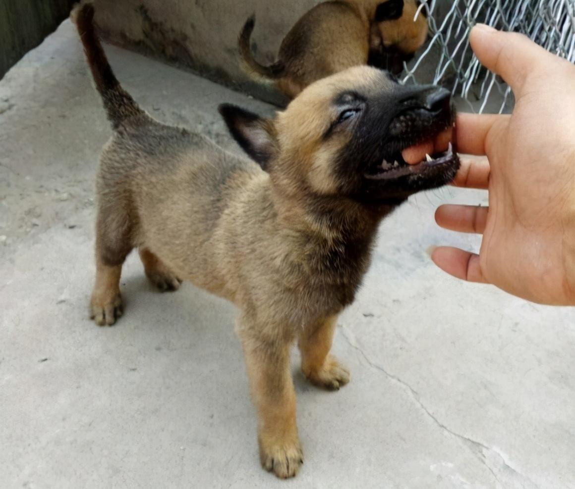 马犬如何看品相(详解:挑选马犬幼犬的小窍门)