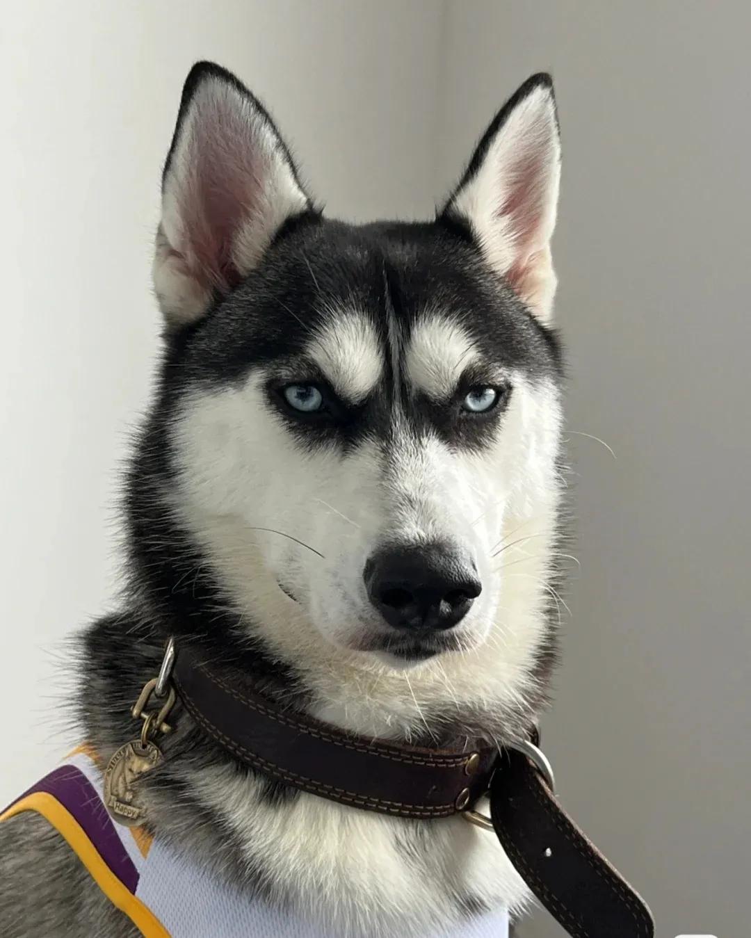 大型犬好养的品种推荐(分享新手好养的大型犬有哪些)