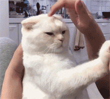 猫把人咬出血了会愧疚吗（小猫咪爱咬人怎么办）