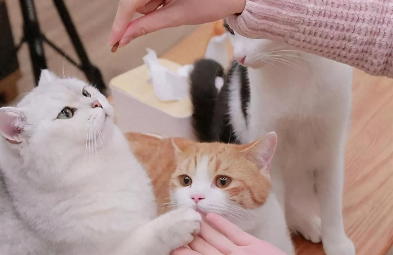 猫知道自己换主人了吗（附：猫有长期记忆及短期记忆）