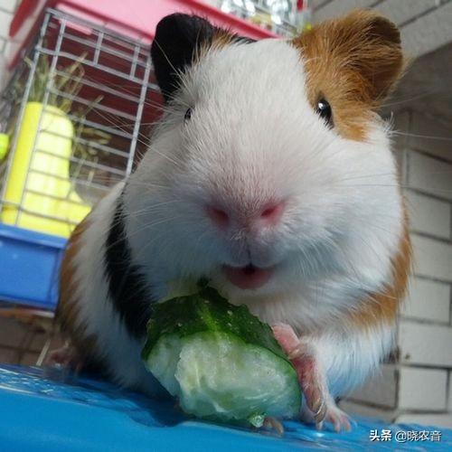 荷兰猪能吃什么食物呢（详解：荷兰猪能吃的食物名单）