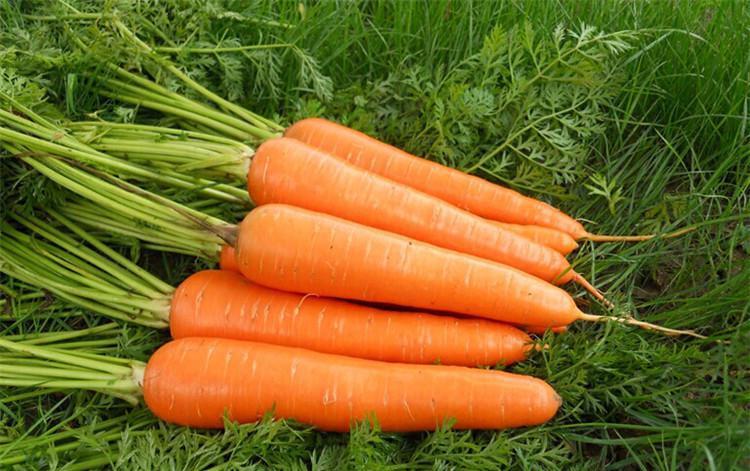 有关约克夏喜欢吃的食物推荐（约克夏犬吃什么）