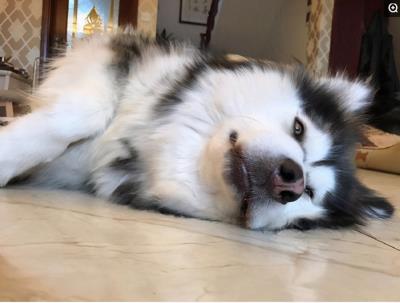 狗狗无故惨叫抽搐后腿无力(狗狗发抖的7大原因)