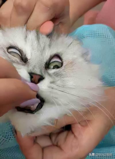 猫咪不吃东西是怎么回事(猫咪不爱吃饭怎么办)