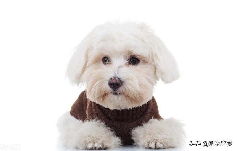 比熊犬多少钱一只呢（给你10个不养比熊犬的理由）