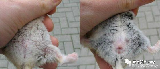 盘点各种色系的坎贝尔仓鼠（为何不建议养银狐仓鼠）