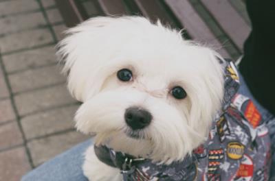 狗多大打疫苗(狗子疫苗怎么打)