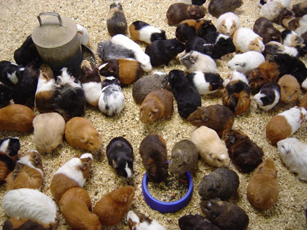 宠物荷兰猪是什么动物（注意：“荷兰猪”并不是猪哦是鼠类）