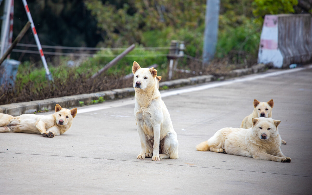 推荐公认好养的五种狗狗（什么狗聪明听话又好养）