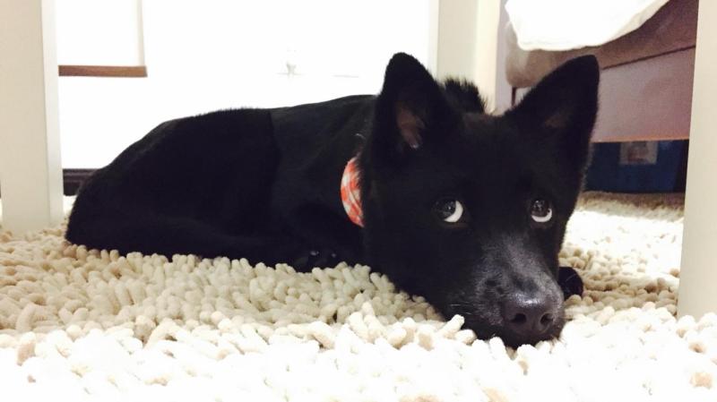 讲述狗狗报恩的10大细节（狗狗最喜欢靠近有灵气的人了）