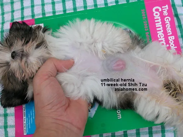 狗狗肚脐眼鼓包是什么情况（附：幼犬肚脐眼有个鼓包有危险吗）