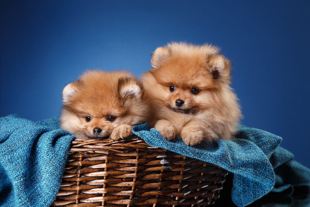 比熊和博美的优缺点(比熊和博美哪个好养)