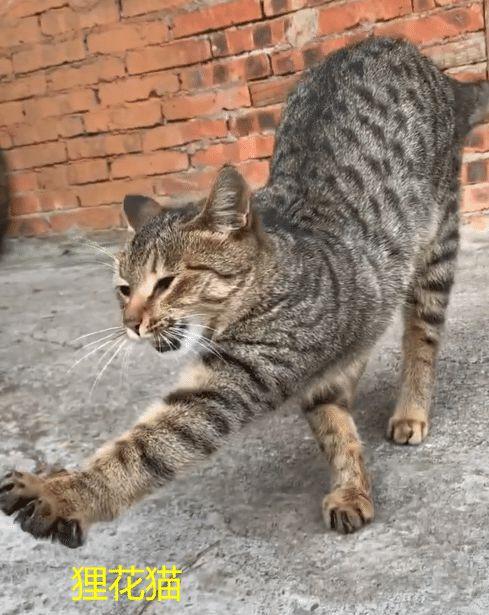 散养的猫经常叼东西回来咋办