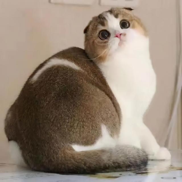 纯白高地猫好养活嘛