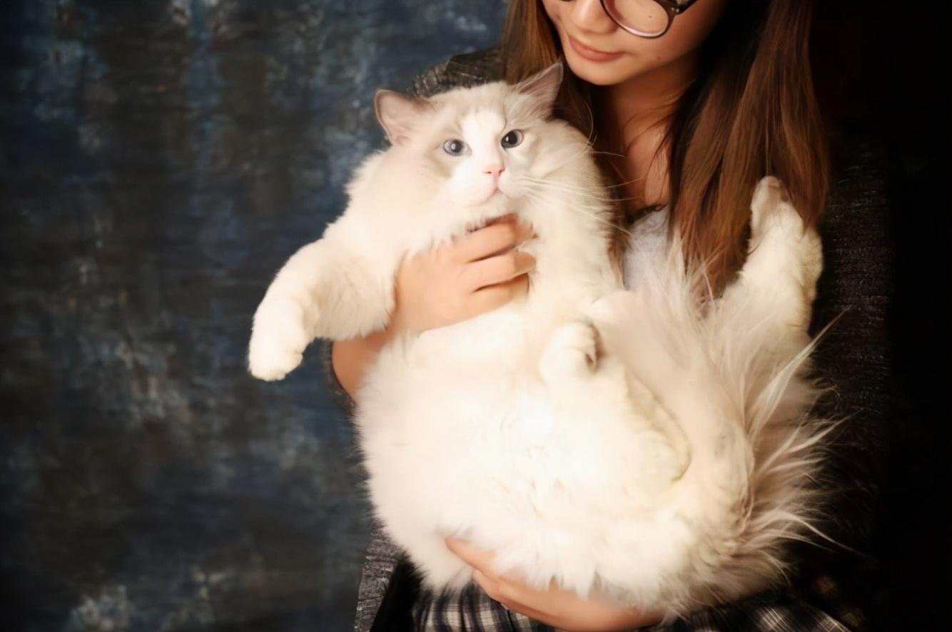 布偶猫的日常养护(布偶猫如何养)