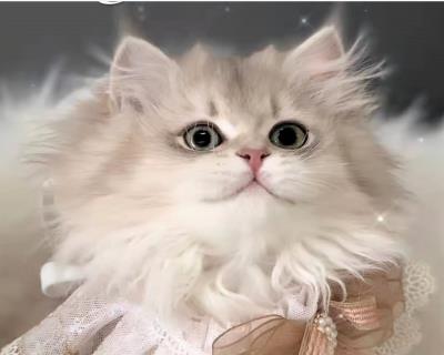 猫咪呼吸声很重（猫咪呼吸急促可能是这些疾病）