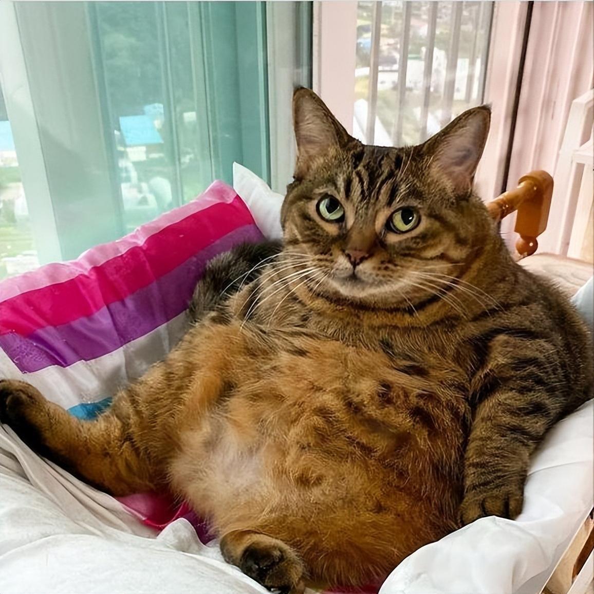 猫太胖影响哪方面（ 盘点猫咪过度肥胖的危害）