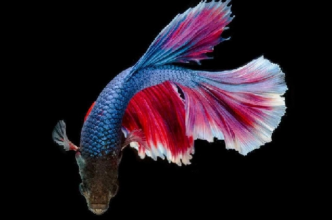 斗鱼对水质水温有要求吗?感兴趣的可以了解一下~.png 斗鱼对水质水温有要求吗?感兴趣的可以了解一下~.png