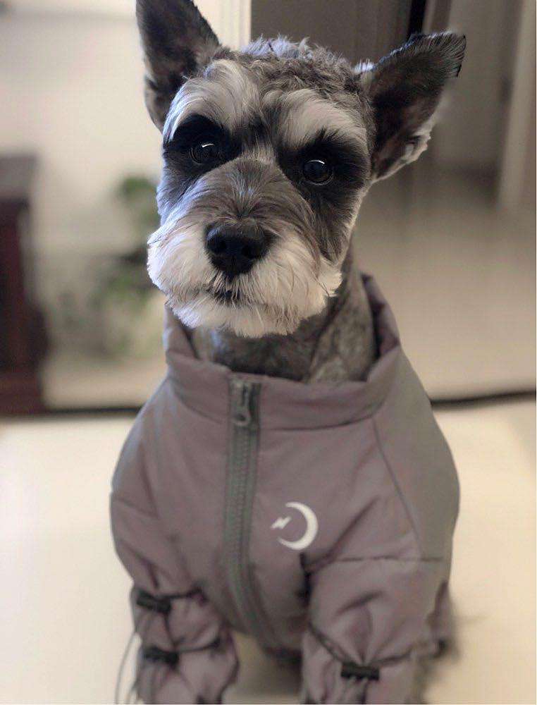 雪纳瑞狗好不好养(详解:养雪纳瑞的好处与坏处)