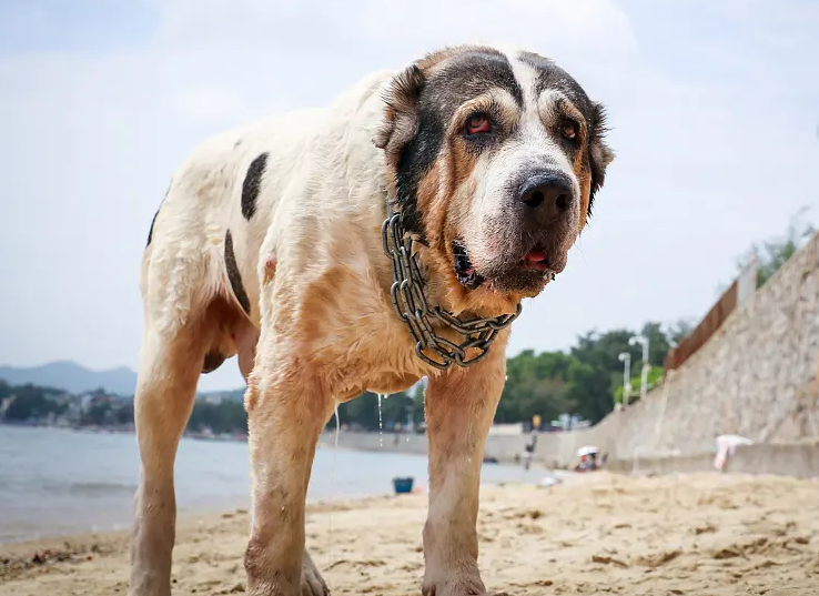 中亚犬的优缺点及性格（犬种百科之中亚牧羊犬）