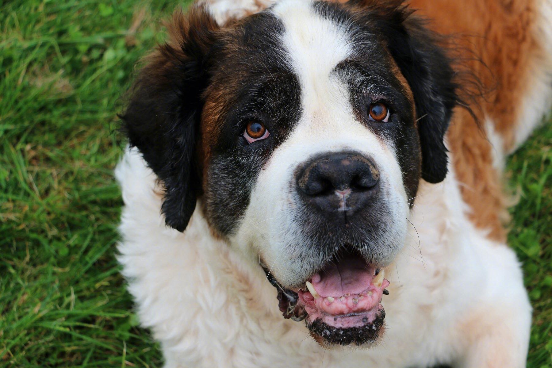 圣伯纳犬性格怎么样（详解：圣伯纳犬的特征）