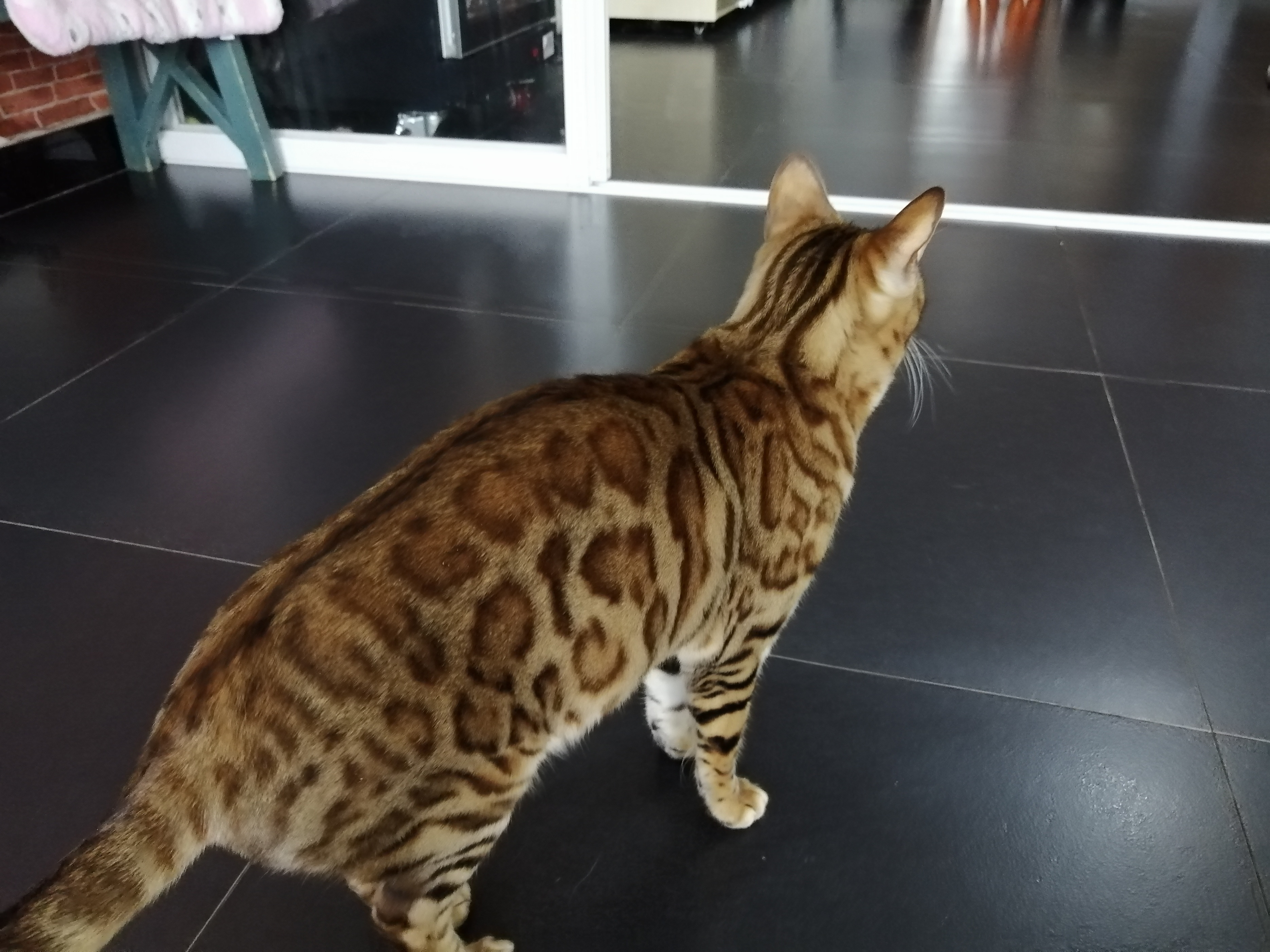 狸花猫在风水上有何说法(附:狸花猫是日常常见的猫优点胜过缺点)