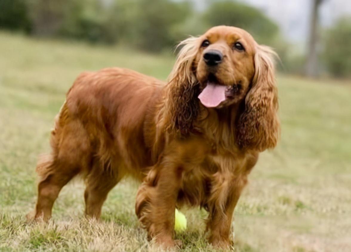 纯种可卡犬价格一览表（可卡犬贵吗）