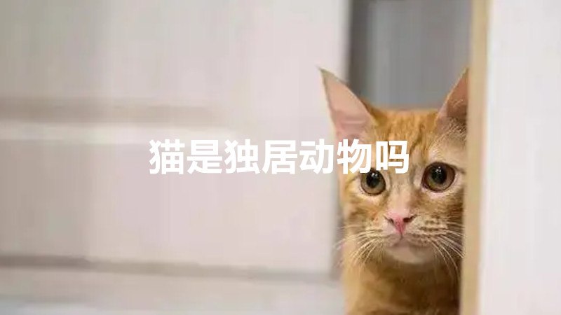 猫在什么情况下会群居生活