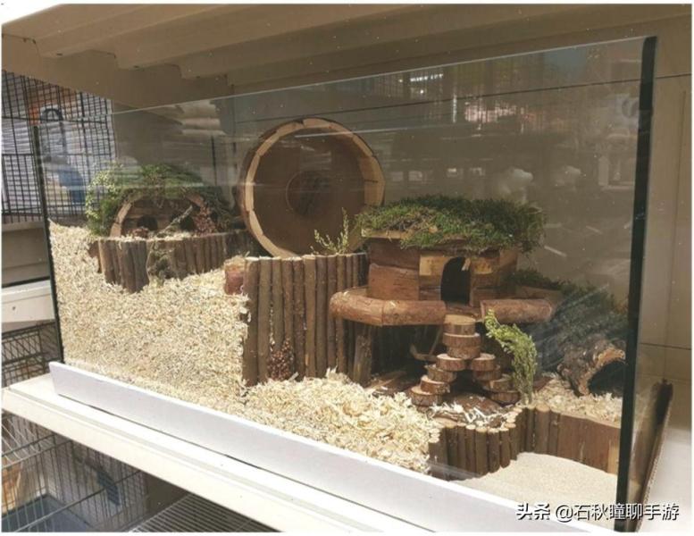 仓鼠会嫌弃笼子小而生气吗(详解:让仓鼠感到舒服的动作)