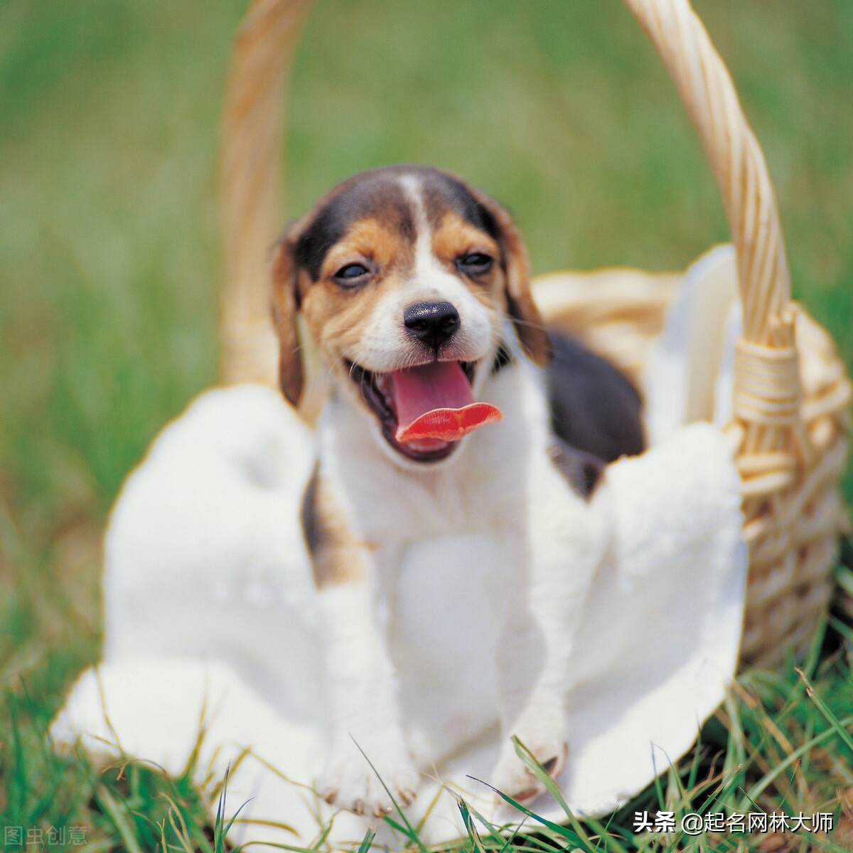 分享100个招财狗名字（附：霸气顺口又聚财的狗名字大全）