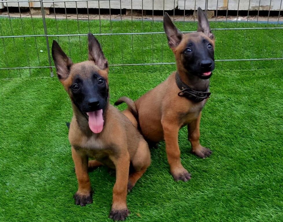 马犬如何看品相(详解:挑选马犬幼犬的小窍门)