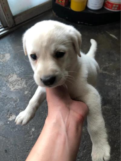 细小病毒狗狗能自愈吗（狗狗得细小）