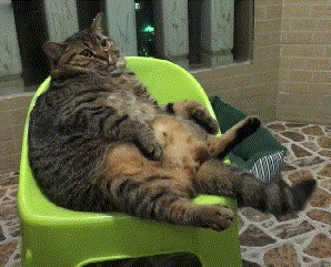 狸花猫（看完狸花猫缺点还敢养的都是真爱）