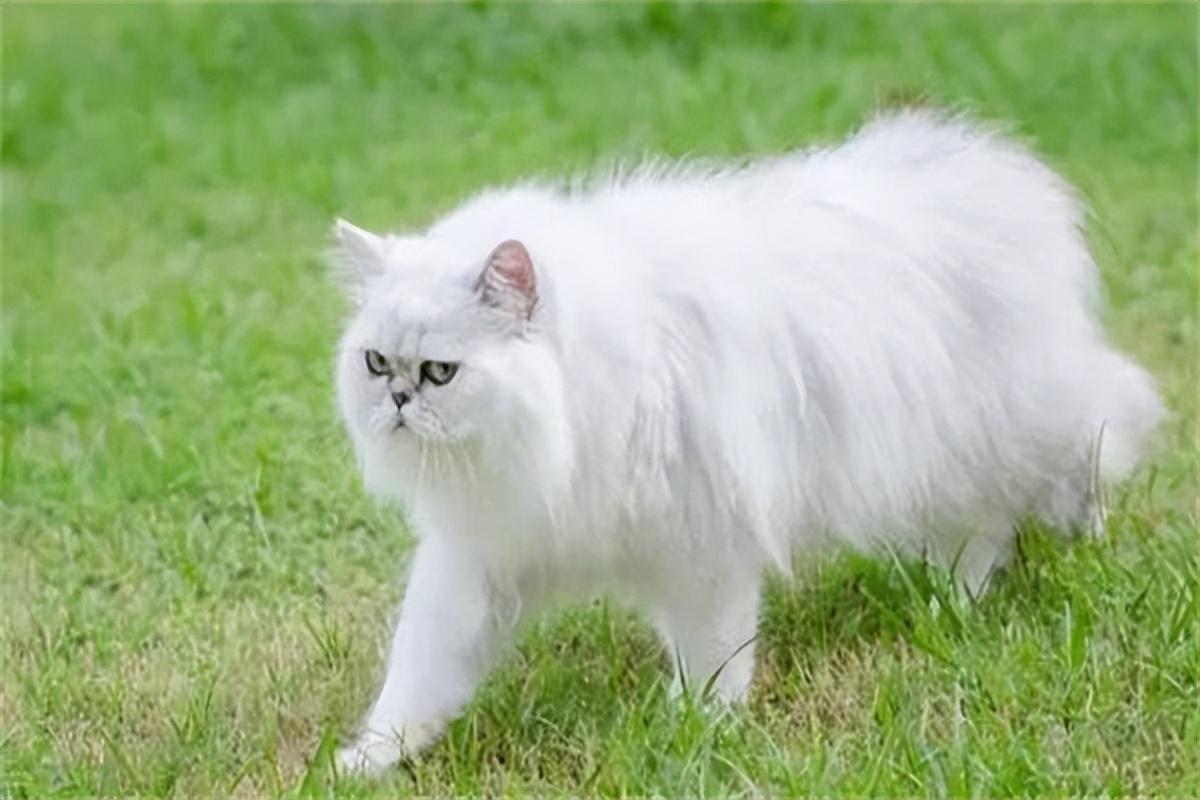 纯种波斯猫价格是多少（盘点不同品种等级的价格）